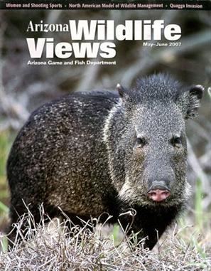Arizona Wildlife Views